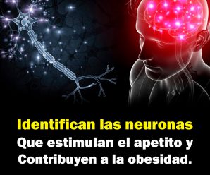 Identifican las neuronas que estimulan el apetito y contribuyen a la obesidad.