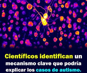 Científicos identifican un mecanismo clave que podría explicar los casos de autismo.