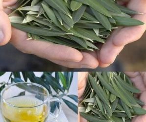 Los beneficios de las hojas de olivo: un tesoro de la naturaleza