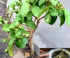 la infusion de hojas de guyaba y canela te haran fuertes como el arbol