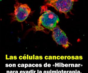 Las células cancerosas son capaces de «hibernar» para evadir la quimioterapia.