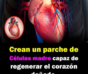 Crean un parche de células madre capaz de regenerar el corazón dañado.