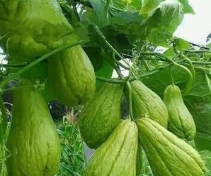 protege y limpia tus rinones con este jugo de chayote