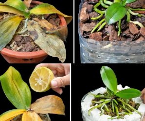 Parece casi imposible, pero es todo cierto: resucita tus plantas muertas con esta Solución de Reanimación Vegetal