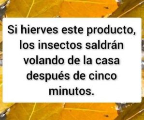 Si hierves este producto, los insectos saldrán volando de tu casa al instante
