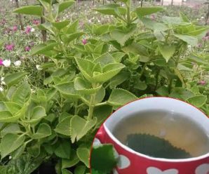 Si tienes esta planta en tu casa, tienes un tesoro y no lo sabías