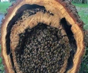 ¿Sabías que una cucharada de 🍯 miel es suficiente para mantener vivo a una persona durante 24 horas?