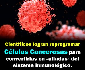 Reprograman células cancerosas para convertirlas en «aliadas» del sistema inmunológico.