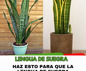 Haz esto si quieres que tu lengua de suegra florezca y perfume todo tu hogar