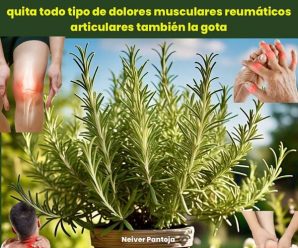 es una planta con propiedades antiinflamatorias, analgésicas y circulatorias que pueden ayudar a aliviar dolores articulares