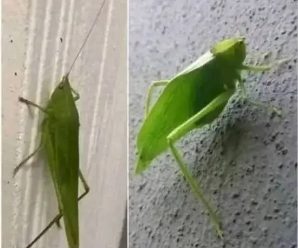 “La Amblycorypha: El Mensajero Verde de la Esperanza y la Buena Fortuna”