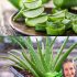 “27 Beneficios del Aloe Vera: Tu aliado natural para la salud y el bienestar”