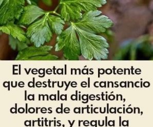 Esta planta limpia de un solo golpe la sangre, la piel, los riñones y el Hígado