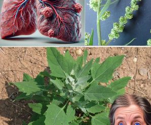 «Redescubriendo el Cenizo: Beneficios y Usos de la Espinaca Silvestre»