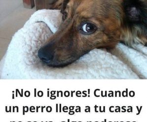 ¿Qué significa que un perro llegue a tu casa y no se quiera ir?