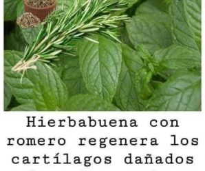 Jugo de hierbabuena con limón, aumenta la memoria elimina el cansancio crónico y retenciones de líquidos