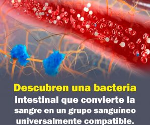 Descubren una bacteria intestinal que convierte la sangre en grupo sanguíneo universal.