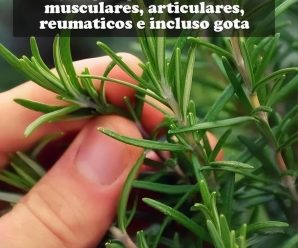“Romero Molfina Natural: Alivia Dolores Musculares, Articulares, Reumáticos y Más con Este Poderoso Remedio”