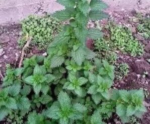 planta de la eterna juventud revitaliza tus energias