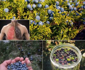 Para Que Sirve El Enebro – Propiedades Y Beneficios Del Enebro Planta Medicinal