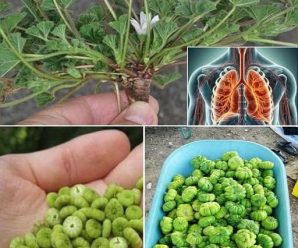 todo lo que debes saber del consumo de la malva comun