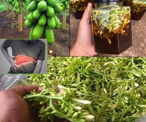 Beneficios y usos de las flores de papaya remojadas en miel