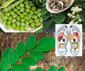 Hojas de Moringa: Beneficios para los Riñones, Arterias, Ácido Úrico y Producción de Insulina