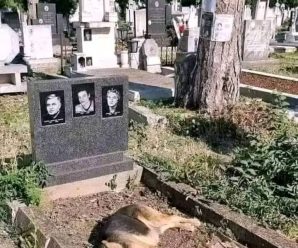 Pensaron que este perro estaba de luto por su dueño hasta… Ver mas