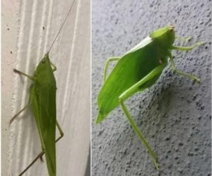 Que significa ver una esperanza verde en tu casa o encontrar