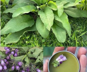 Propiedades de Suelda Consuelda o Tradescantia zebrina | Hermosa Planta MEDICINAL y PAISAJISTA