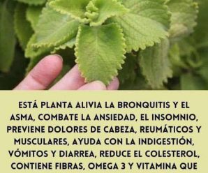 La planta que alivia las bronquitis