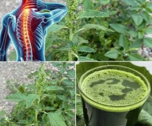 PLANTA MEDICINAL llanten propiedades – Planta silvestre comestible (Plantago Major)