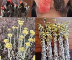 conocida como inmortal o planta siempre vive ofrece inmesos beneficios para tu salud respiratoria