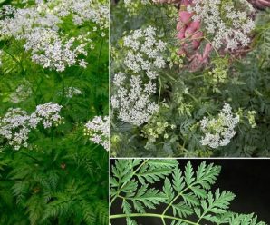 Conoce a una de las plantas más peligrosas del mundo: la cicuta