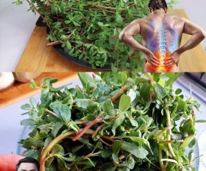 8 Razones para Tener en tu Jardín la Planta que Supera a la Carne en Sabor y Beneficios.