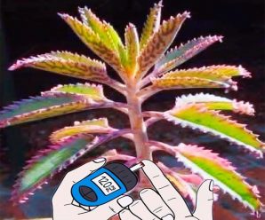 Kalanchoe: 15 Beneficios, Cómo Consumirla Correctamente, Receta Detallada, Consejos y Más