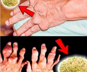 Alfalfa: Un Aliado Natural Contra los Cálculos Renales y la Gota
