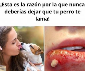 Tu Perro te Lame por Cariño, pero Esto Puede Ser un Peligro para tu Salud.