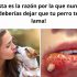 Tu Perro te Lame por Cariño, pero Esto Puede Ser un Peligro para tu Salud.