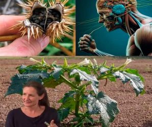 10 RAZONES POR LAS CUALES DEBES ALEJAR LA PLANTA DATURA O FLOR DE CAMPANA DE TU ENTORNO