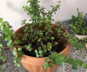 Muchos cultivan «El árbol del dinero» en casa. Pero esto es lo que pocos saben sobre esta planta