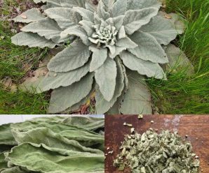 gordolobo una planta medicinal con beneficios increibles para tu salud