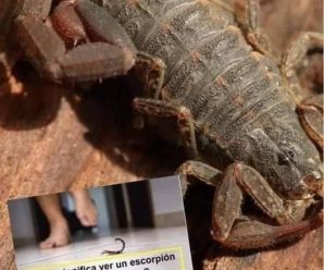 El significado de encontrar alacranes en tu hogar: su simbolismo y energía