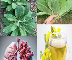 Gordolobo: 18 Beneficios de sus Hojas, Flores y Raíces + 3 Recetas y Propiedades