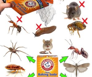 con un solo ingrediente puedes eliminar plagas de tu jardin o de tu hogar