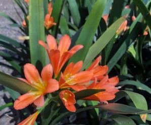 Esta planta es un imán de suerte: cuando florece, llegan buenas noticias a casa