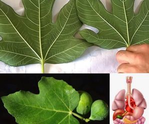 “Sorprendentes beneficios de comer 2 hojas de higo cada día: Receta detallada y más”