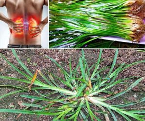 Goosegrass: La Planta que Crece en tu Jardín y Puede Mejorar tu Salud con Estos 15 Usos