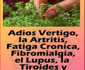 Cómo usar el tomillo para el vértigo y la fibromialgia: Té casero eficaz