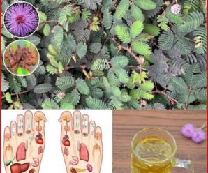 10 Beneficios para la Salud y Cómo Usar la Mimosa Pudica